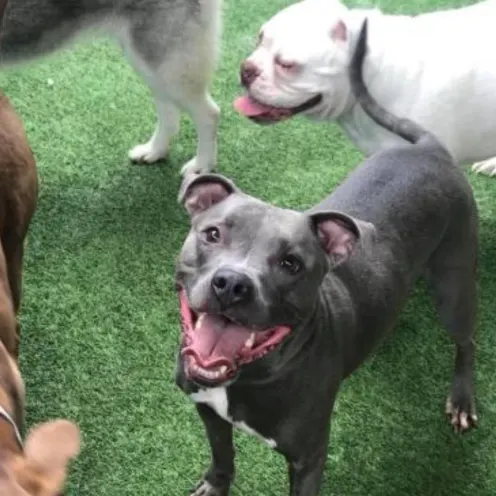 Dog smiling with other dogs in the back